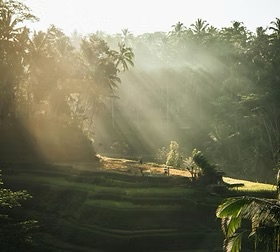 Rice terraces of Ubud